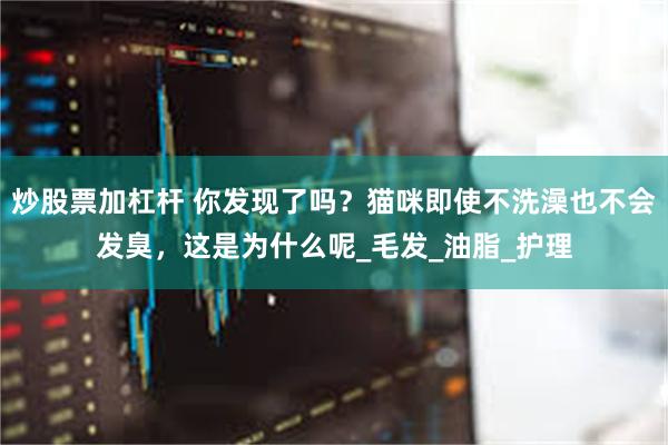 炒股票加杠杆 你发现了吗？猫咪即使不洗澡也不会发臭，这是为什么呢_毛发_油脂_护理